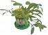 Набор для выращивания растений - Шалфей  - миниатюра №2
